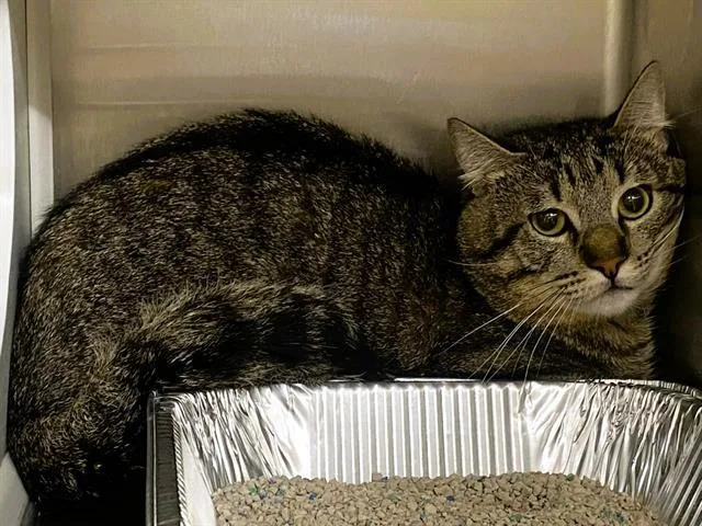 An adult large-sized male Domestic Short Hair cat named Buffalo Bill for adoption in Tustin, CA
