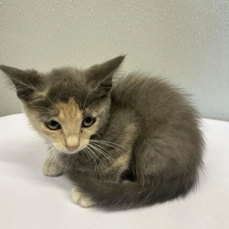 A baby small-sized female Calico Domestic Short Hair cat named Posie for adoption in Tampa, FL