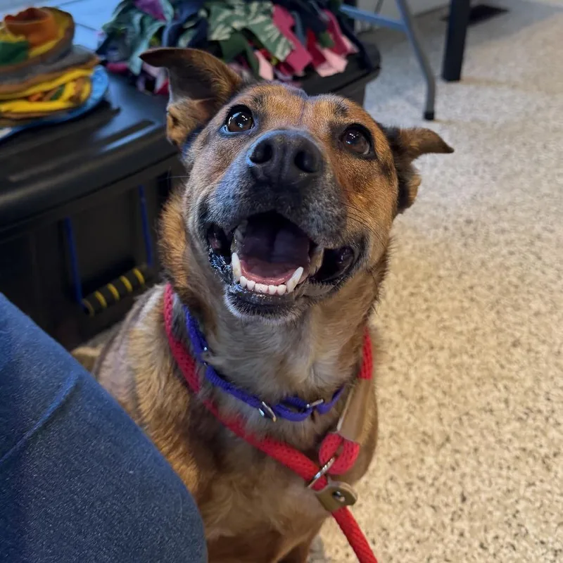 An adult medium-sized female Red / Chestnut / Orange Mixed Breed dog named Mocha for adoption in Saint Charles, MO