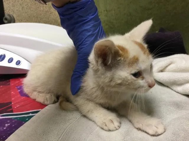 A baby small-sized male Domestic Short Hair cat named Mcdouble for adoption in Riverside, CA