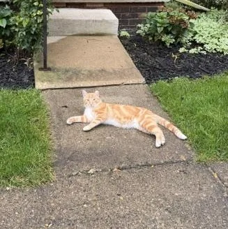 A young medium-sized male American Shorthair cat named Peanuts for adoption in Livonia, MI