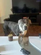 An adult large-sized male Mixed Breed dog named Samson for adoption in West Chester, PA