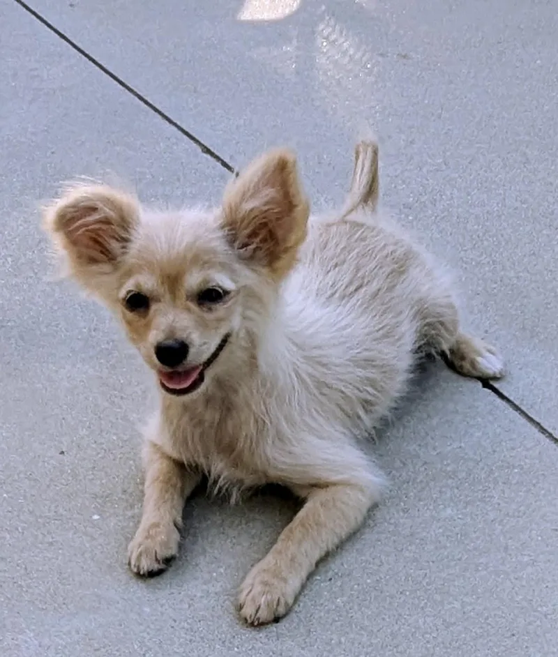 Lily thumbnail 3