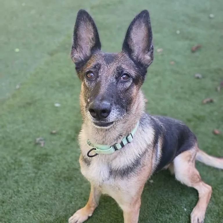 An adult large-sized female Brown / Chocolate Mixed Breed dog named Cutin On Duty for adoption in Davenport, IA