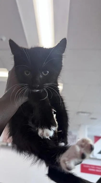 An adult medium-sized female Domestic Short Hair cat named Mysterious Moon for adoption in West Chester, PA