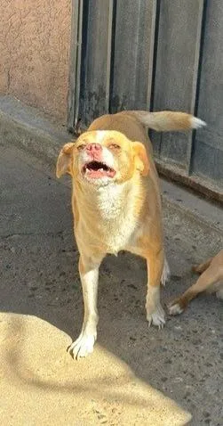 An adult small-sized male Golden Chihuahua dog named Loki for adoption in Albuquerque, NM