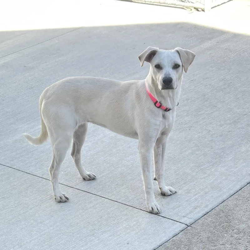 A young medium-sized female White / Cream Mixed Breed dog named Corwin for adoption in Buffalo, MN