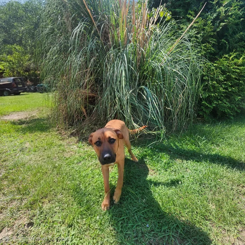 A young large-sized male Yellow / Tan / Blond / Fawn Shepherd dog named Logan for adoption in Manhasset, NY