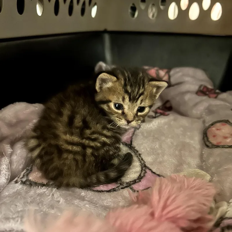 A baby small-sized male Gray / Blue / Silver Domestic Short Hair cat named George for adoption in Odessa, TX