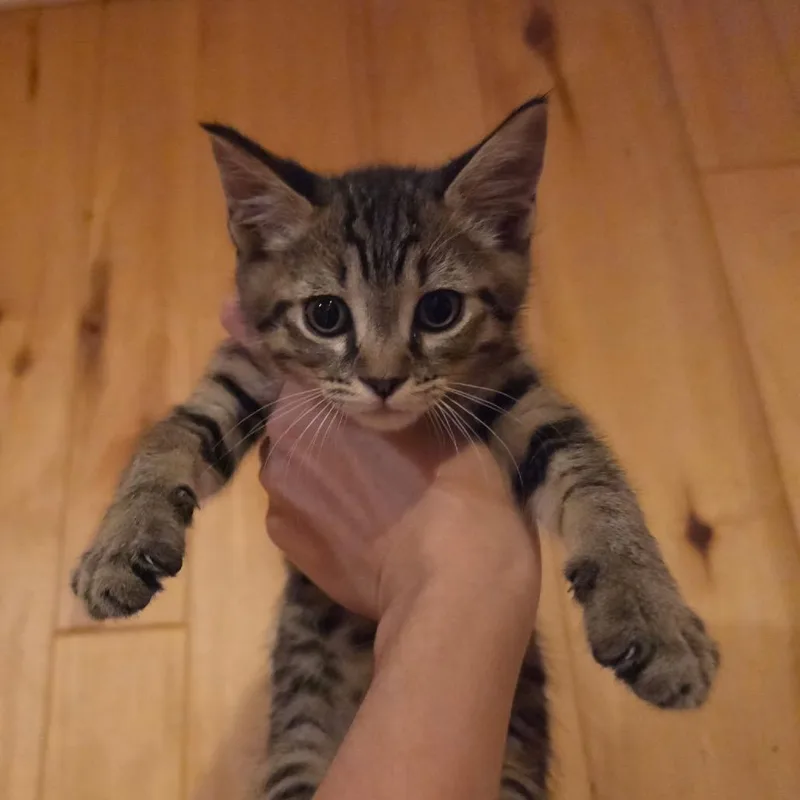 George thumbnail 2