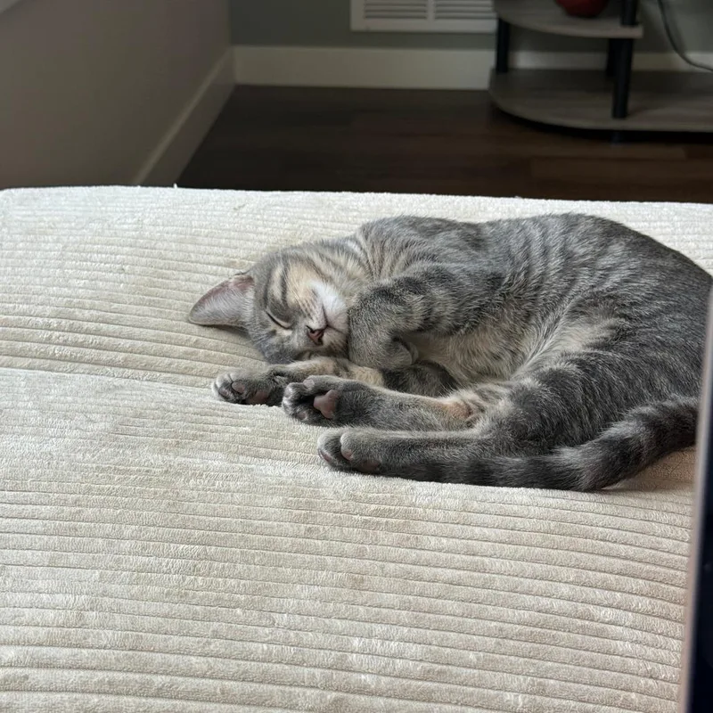 A baby small-sized female Gray / Blue / Silver Domestic Short Hair cat named Silver C for adoption in Minnetonka, MN