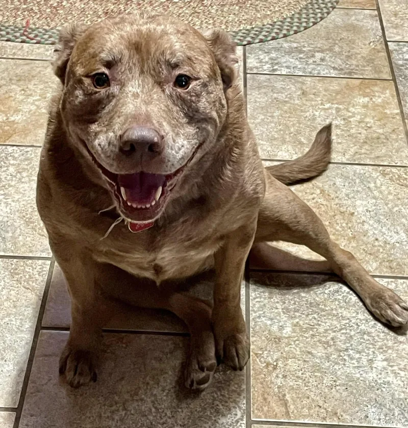 Willow  Md thumbnail 4