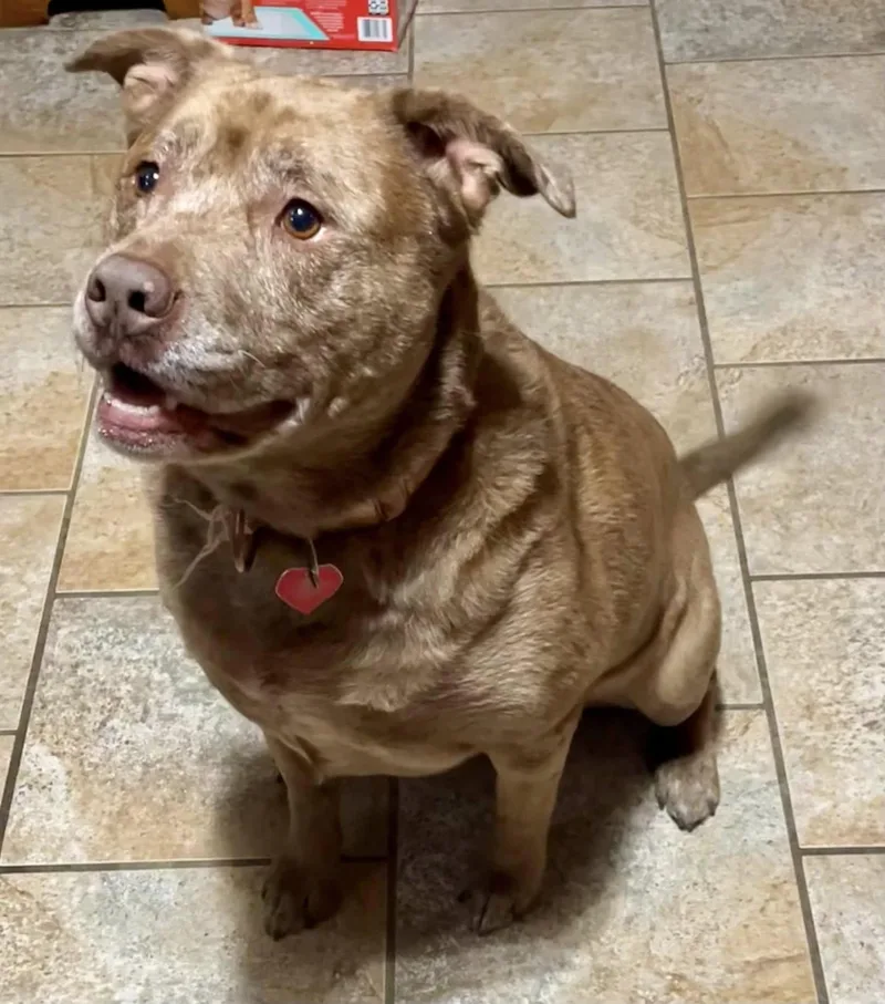 Willow  Md thumbnail 6