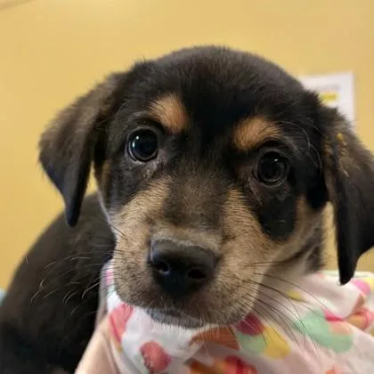 An adult small-sized female Australian Cattle Dog / Blue Heeler dog named Flufferton for adoption in Merriam, KS