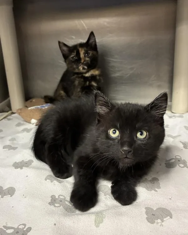 A baby small-sized female Domestic Short Hair cat named Jade Puget for adoption in Richmond, VA
