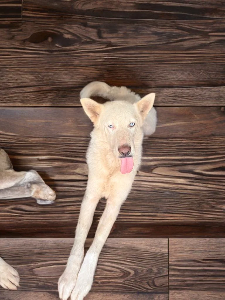 An adult medium-sized male White / Cream Husky dog named Peter Pan for adoption in Weslaco, TX