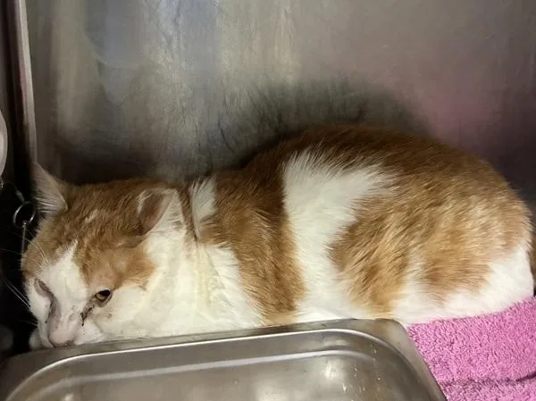 An adult large-sized male Domestic Short Hair cat named Cinderfur for adoption in Salt Lake City, UT