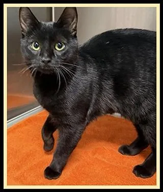 A young small-sized male Domestic Short Hair cat named Sponge for adoption in Peoria, IL