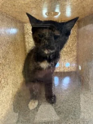 A young small-sized female Domestic Short Hair cat named Flash for adoption in Lafayette, IN