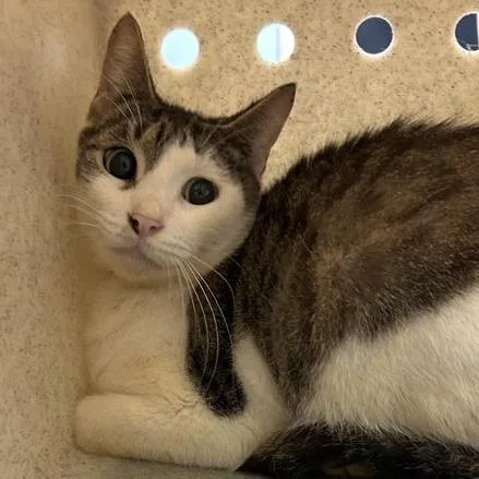 An adult medium-sized female Brown / Chocolate Domestic Short Hair cat named Working Cat Jj for adoption in Tacoma, WA