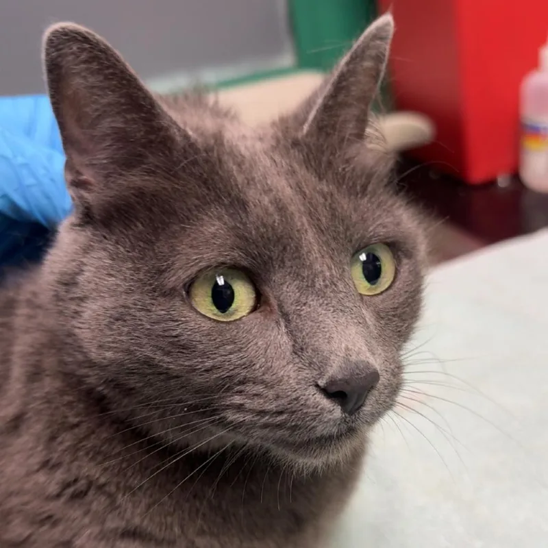 An adult medium-sized female Gray / Blue / Silver Domestic Short Hair cat named Bleue for adoption in Lakewood, CO