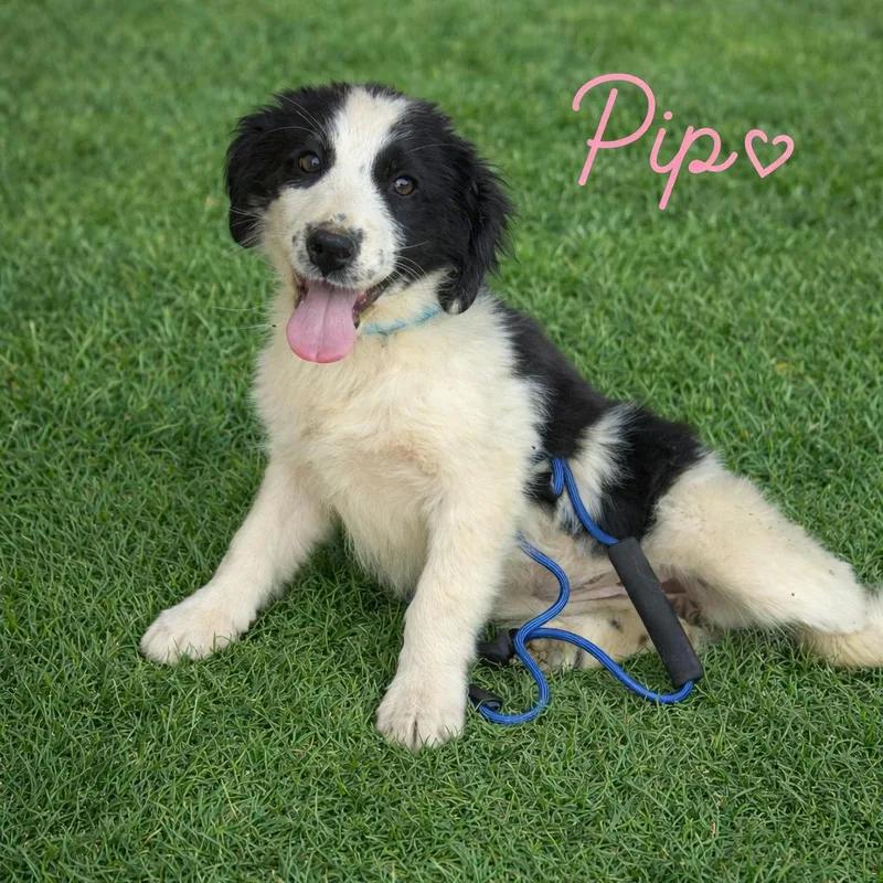 A baby medium-sized female White / Cream Australian Shepherd dog named Pip for adoption in Hohenwald, TN