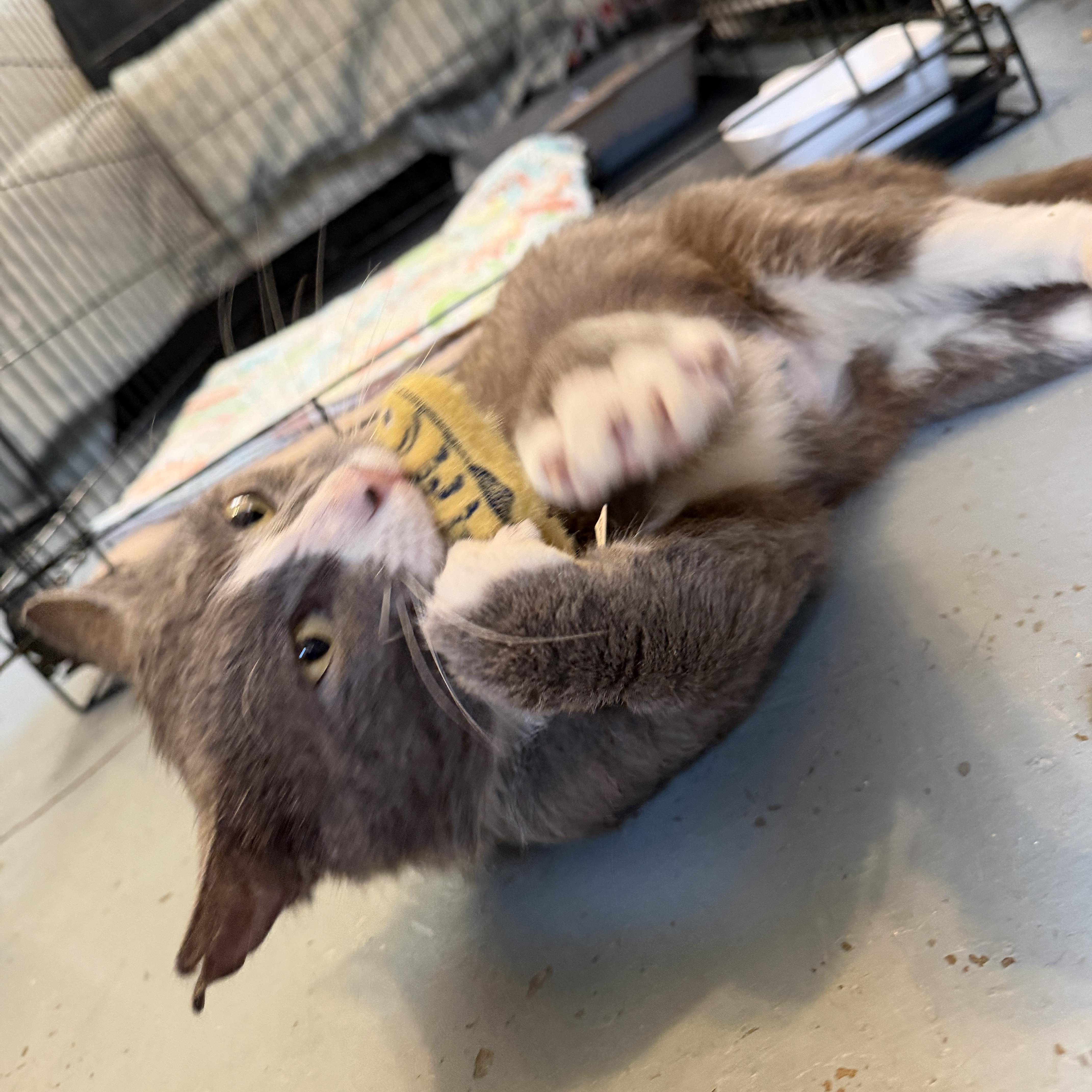 An adult medium-sized male Domestic Short Hair cat named Cookie for adoption in Columbia, SC