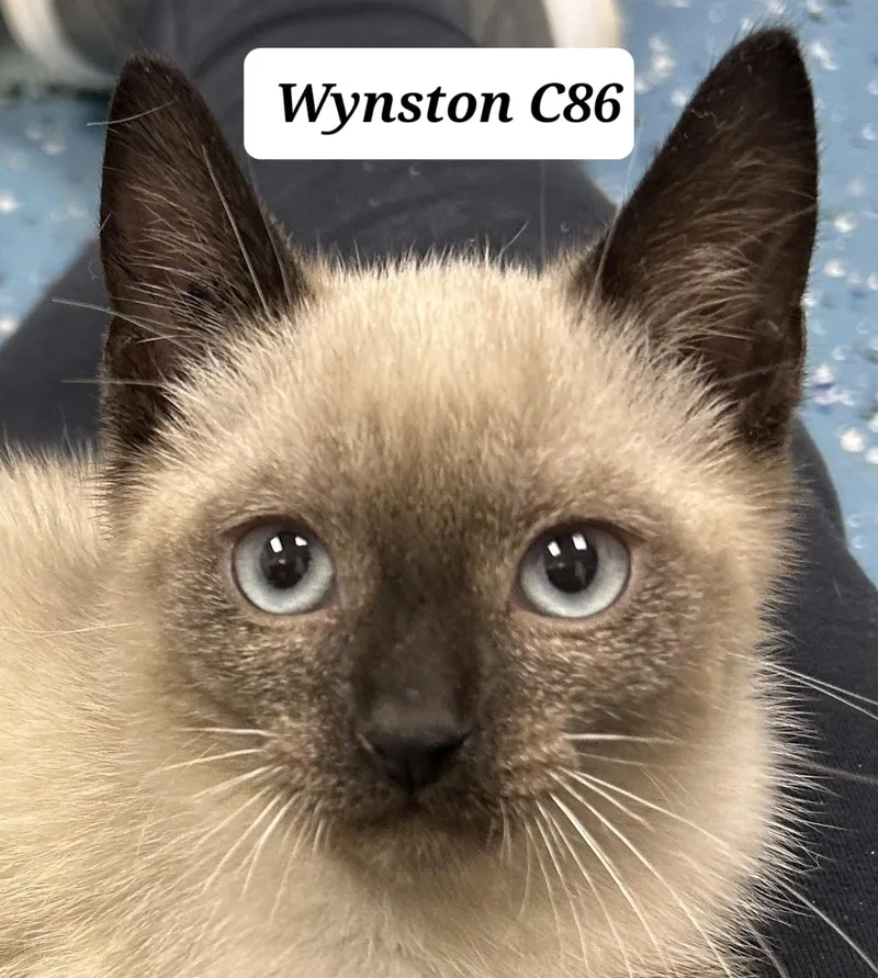 Wynston