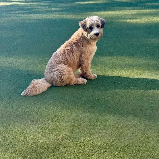 Portland thumbnail 2