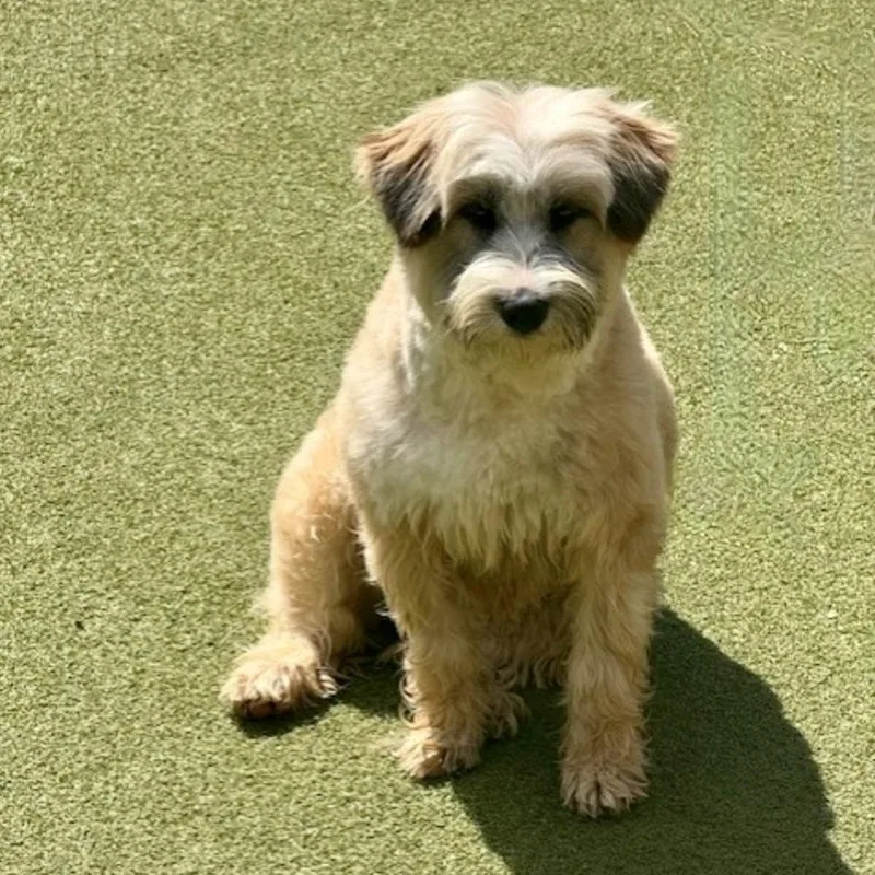 Portland thumbnail 3