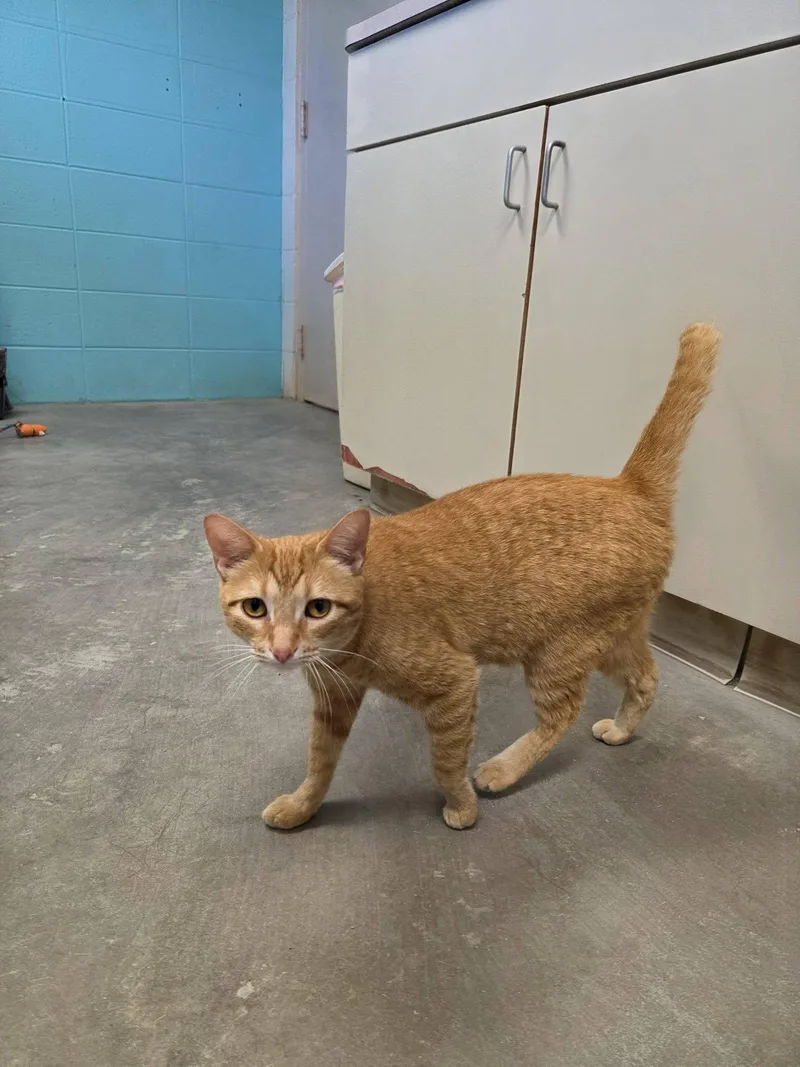 An adult medium-sized female Tabby (Orange / Red) Domestic Short Hair cat named Nahla for adoption in Chilton, WI