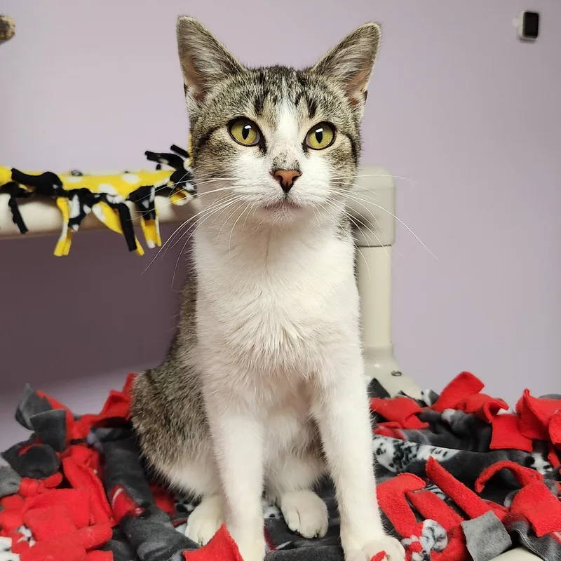 A young medium-sized male Domestic Short Hair cat named Antoine for adoption in Marshfield, WI