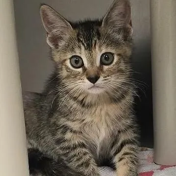 A baby medium-sized female Tabby (Brown / Chocolate) Domestic Short Hair cat named Briar for adoption in Orange, VA