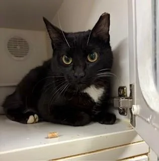 A young small-sized female Domestic Short Hair cat named Princess for adoption in Lodi, CA