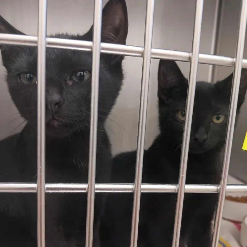 A baby small-sized female Black Domestic Short Hair cat named Pluto for adoption in New York, NY