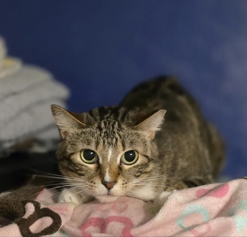 An adult medium-sized female Tabby (Brown / Chocolate) Domestic Short Hair cat named Sushi for adoption in Lincoln, NE