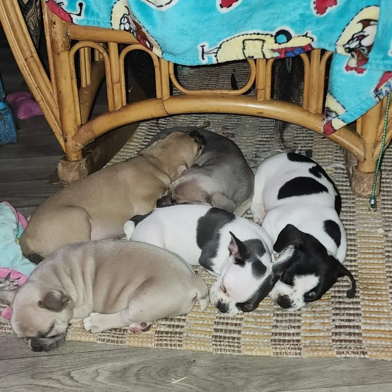 A baby small-sized female White / Cream French Bulldog dog named Scone for adoption in Austin, TX