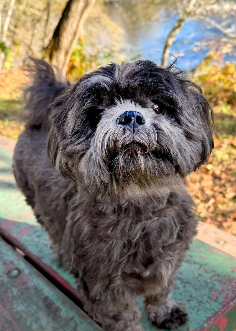 An adult small-sized male Gray / Blue / Silver Shih Tzu dog named Kiko for adoption in Malibu, CA