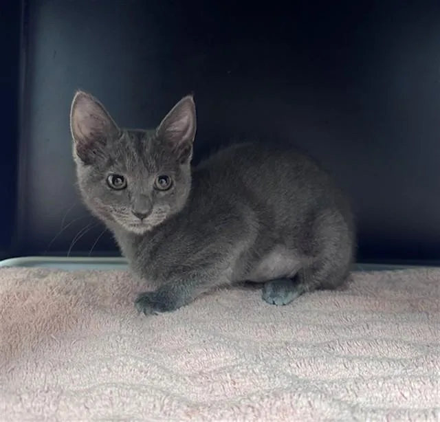 A baby small-sized female Domestic Short Hair cat named Winnie for adoption in Ontario, CA