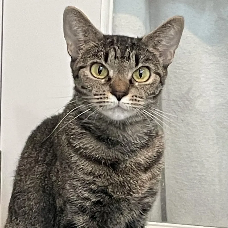 An adult medium-sized female Brown / Chocolate Domestic Short Hair cat named Pumpkin for adoption in Columbus, OH