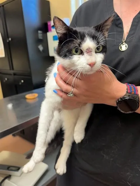 A young medium-sized male Domestic Short Hair cat named Rick for adoption in Cookeville, TN