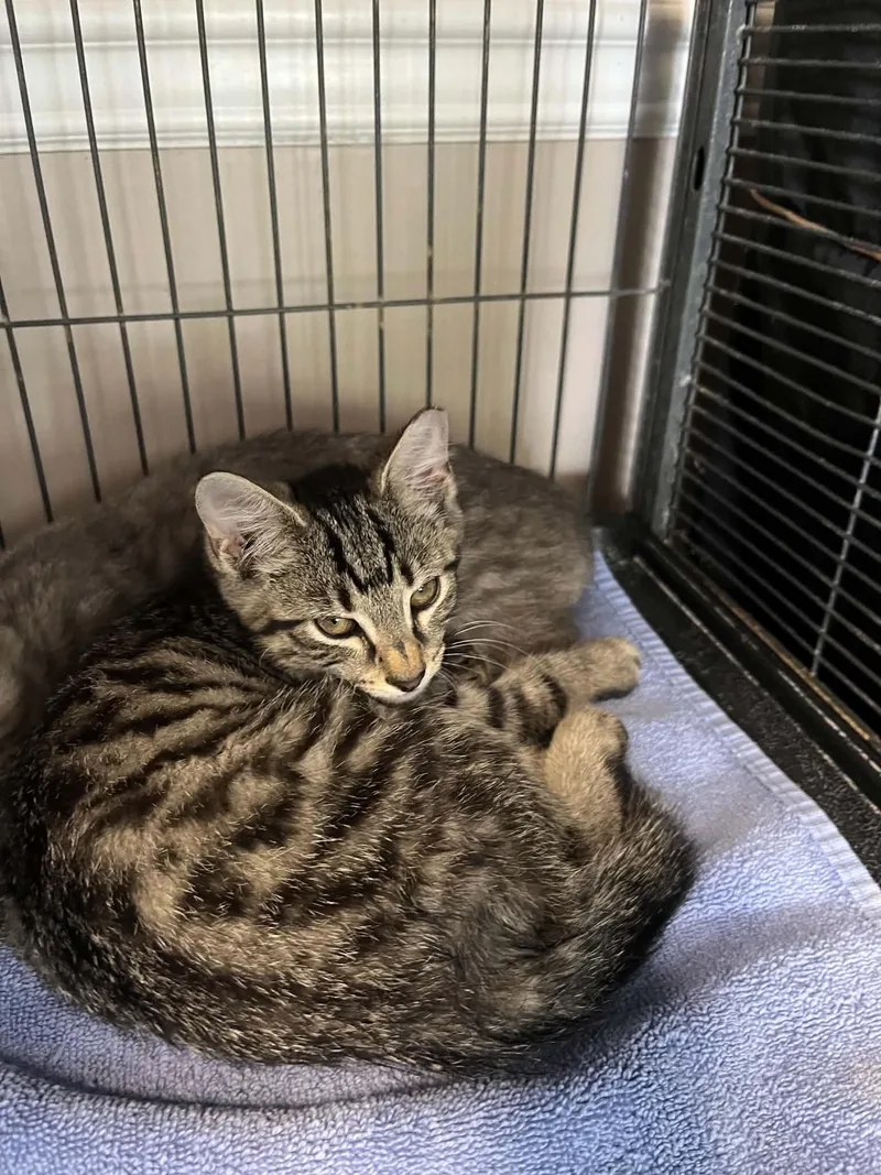 A baby medium-sized male Domestic Short Hair cat named Grayson for adoption in Gettysburg, PA