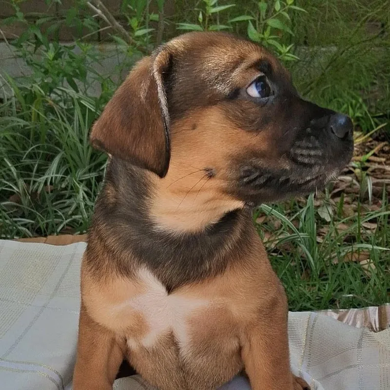 A baby medium-sized male Brown / Chocolate Retriever dog named Bay Leaf Mw for adoption in Austin, TX