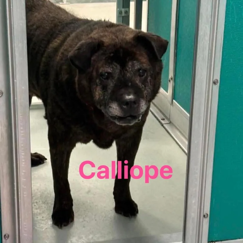 Calliope thumbnail 3