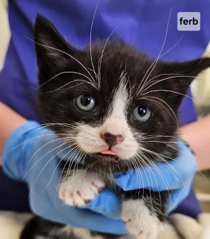 A baby small-sized male Domestic Short Hair cat named Ferb for adoption in Lafayette, IN