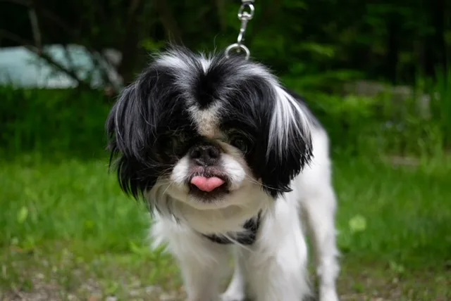 Yoshi In Maine