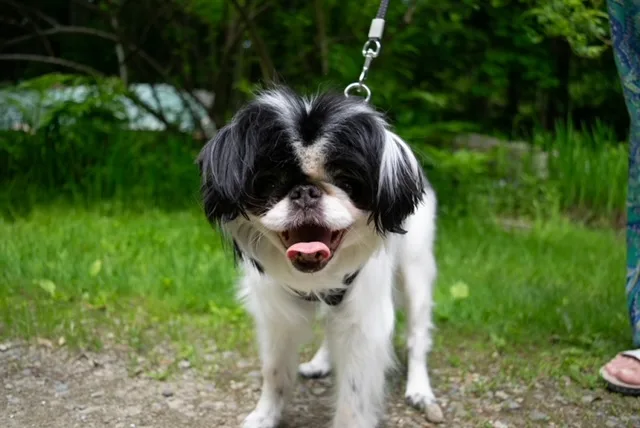 Yoshi In Maine thumbnail 4