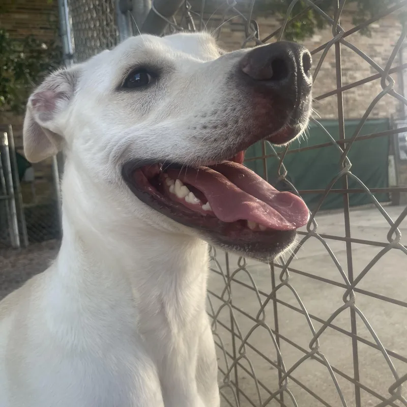 An adult medium-sized female Labrador Retriever dog named Fiona for adoption in Baton Rouge, LA