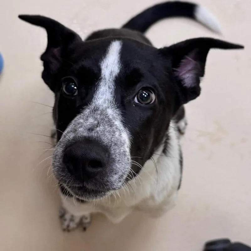 A baby small-sized male Black Mixed Breed dog named Rey for adoption in Winston-Salem, NC