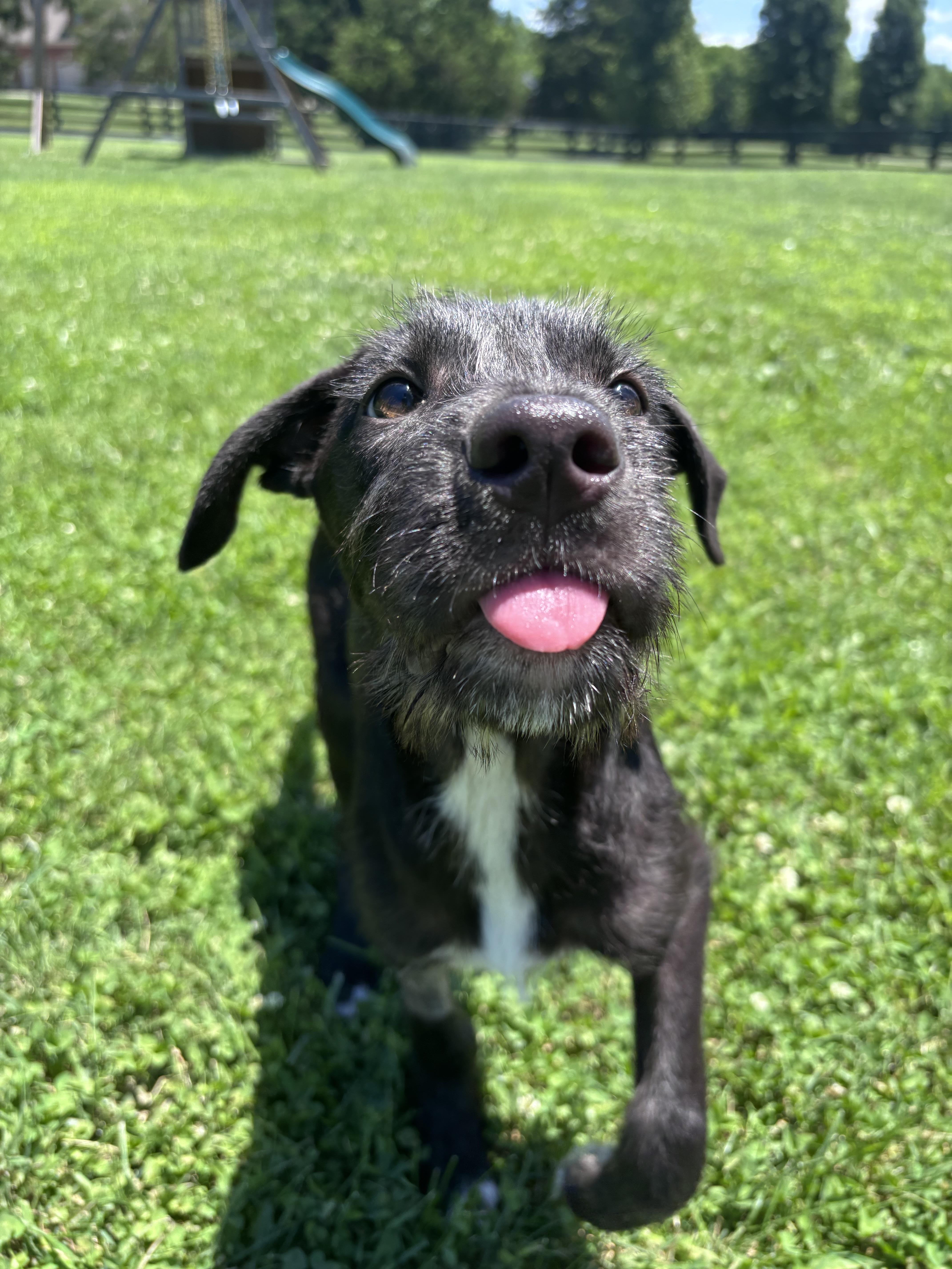 A baby medium-sized male Mixed Breed dog named Maui for adoption in Lexington, KY